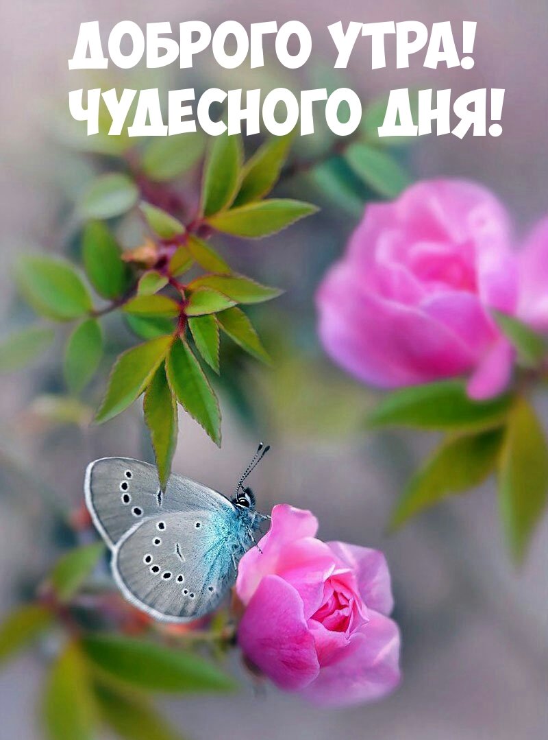 Нежные радостные цветы