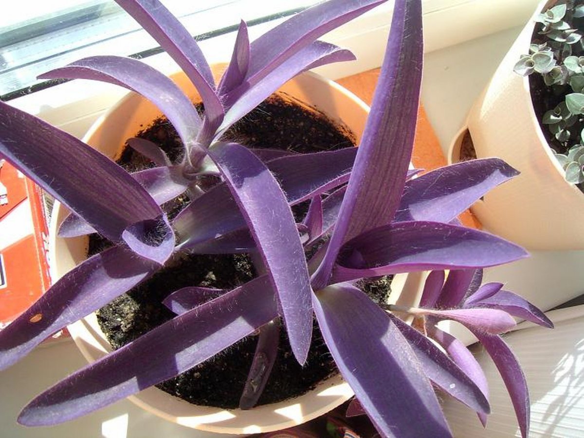 Домашний цветок с фиолетовыми листьями