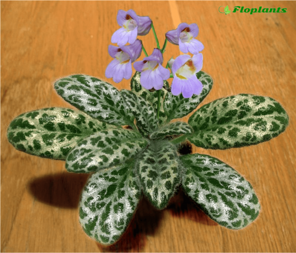 Хирита sinensis