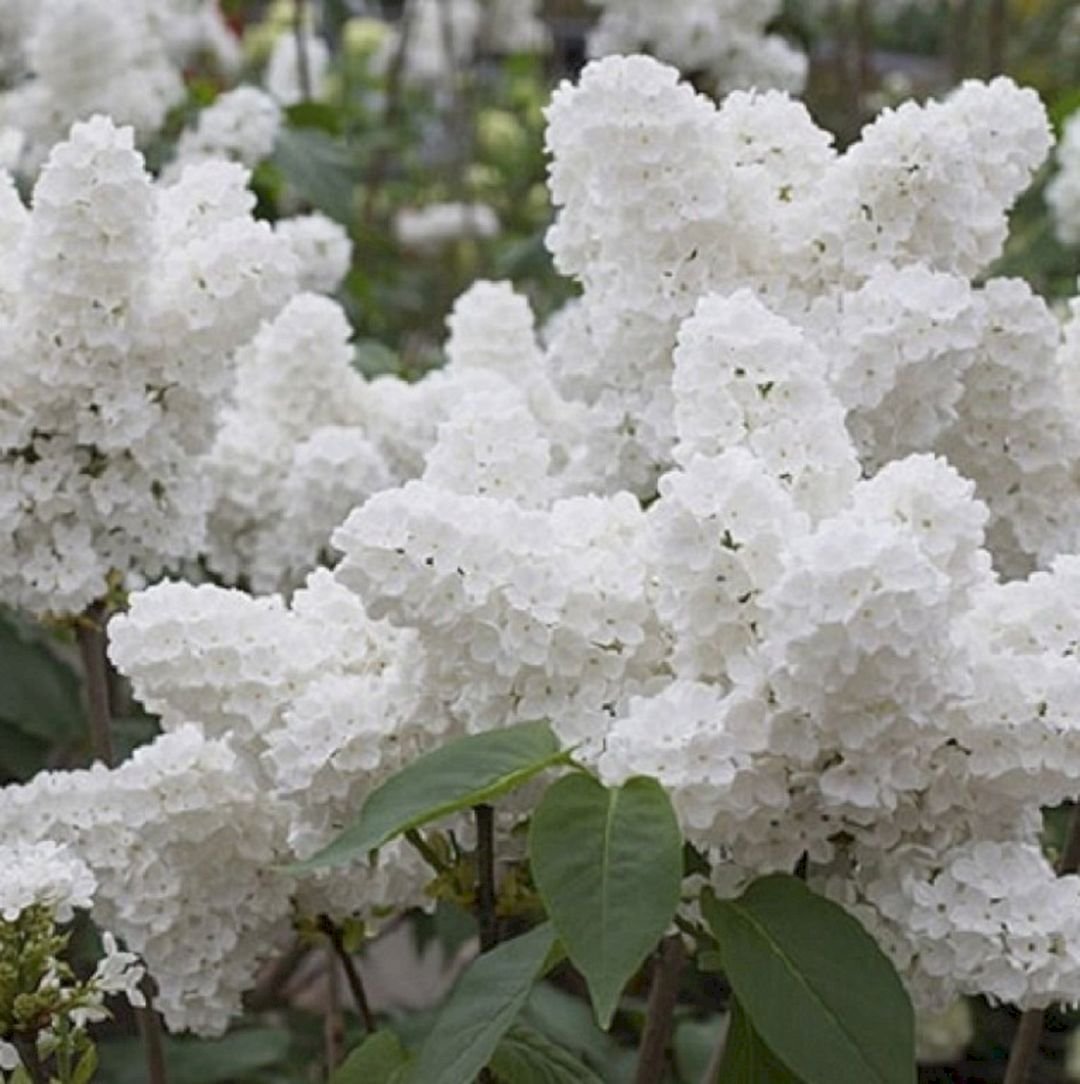 Syringa vulgaris agidel