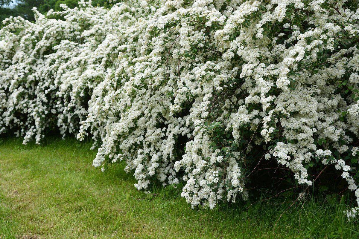Спирея аргута Spiraea arguta