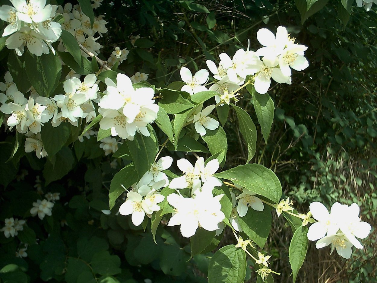 Чубушник Philadelphus coronarius