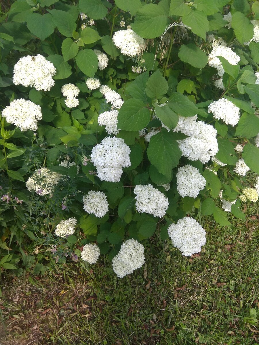 Кустарник с белыми цветками