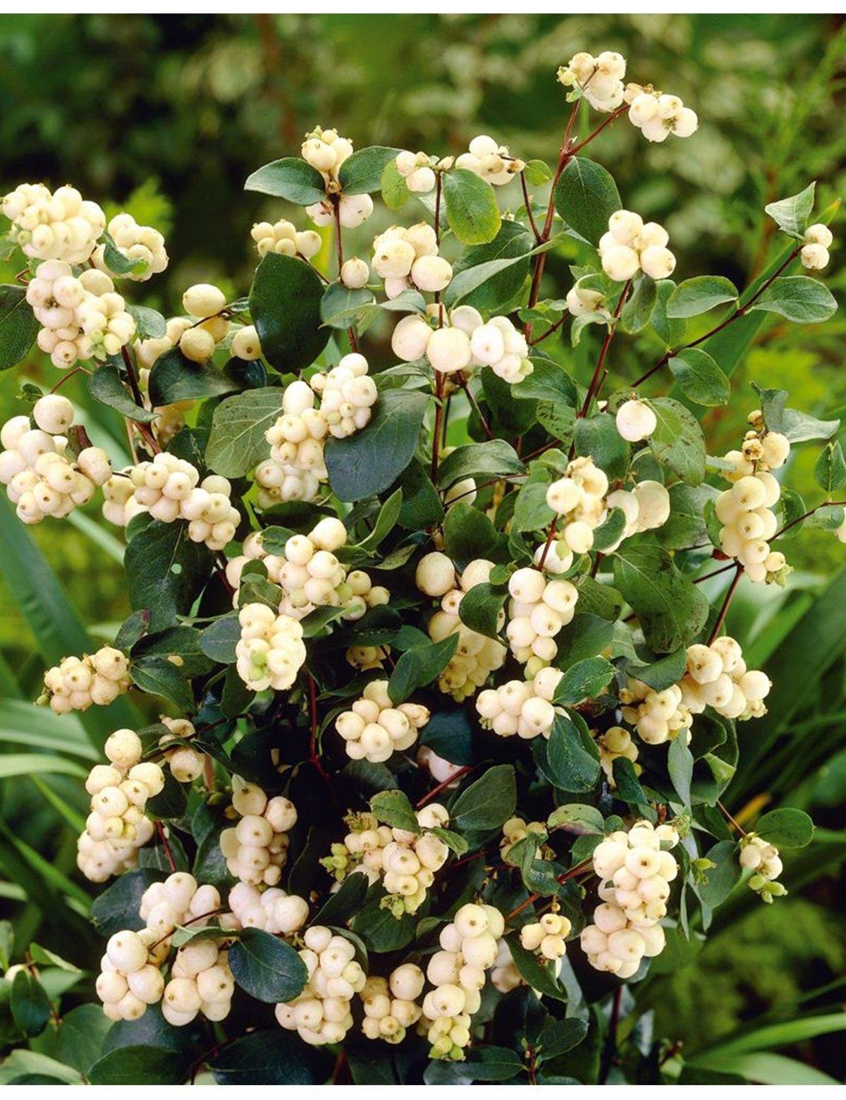 Снежноягодник Доренбоза White Hedge
