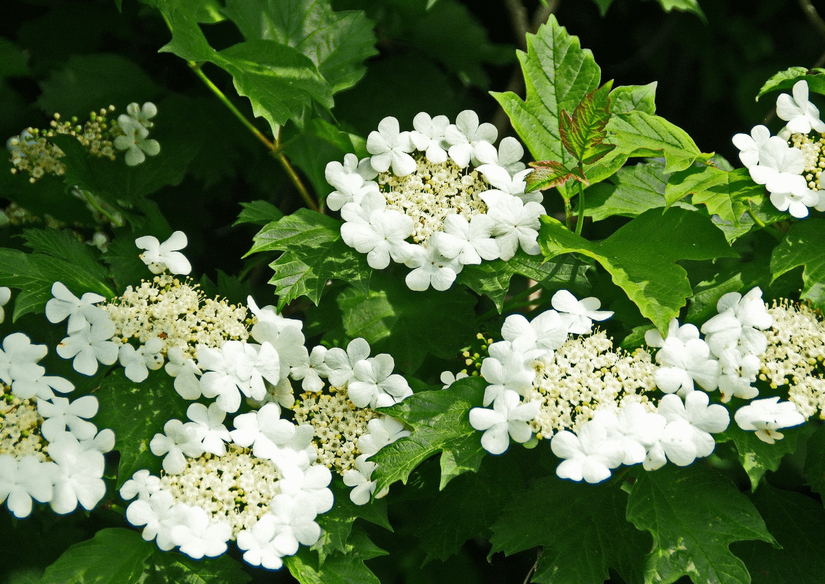 Калина обыкновенная Viburnum opulus