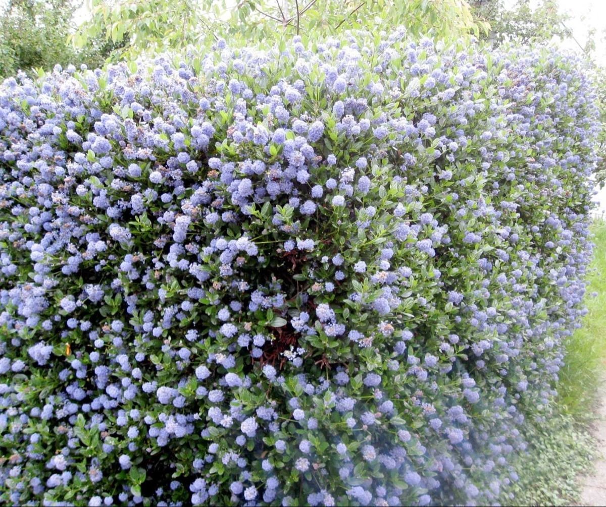 Ceanothus 'Yankee point' California Lilac Evergreen shrub