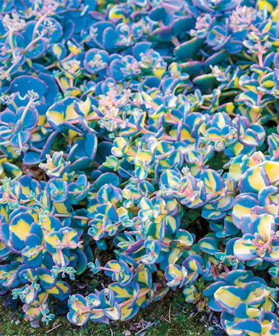 Variegated Creeping Blue Sedum