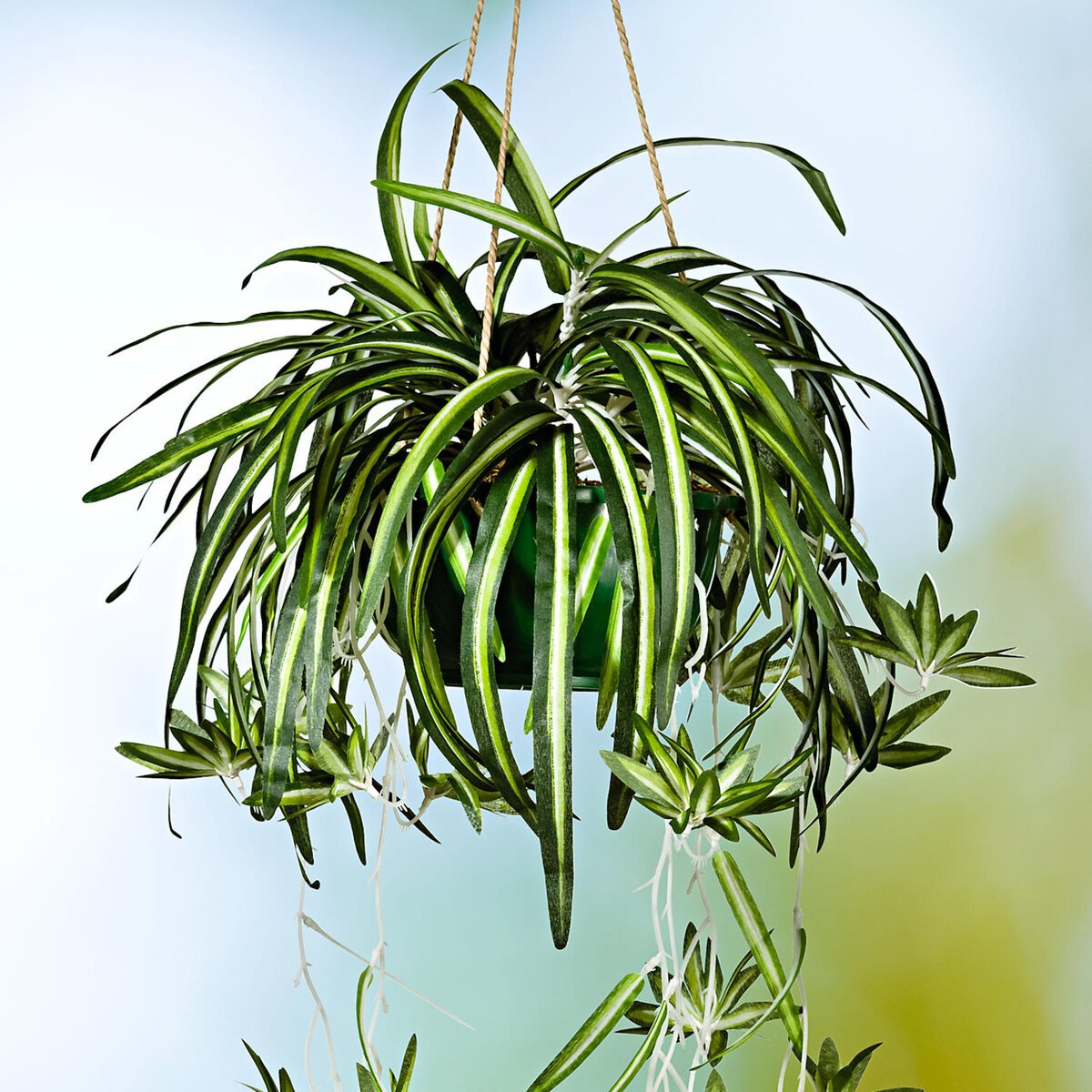 Хлорофитум хохлатый Chlorophytum comosum