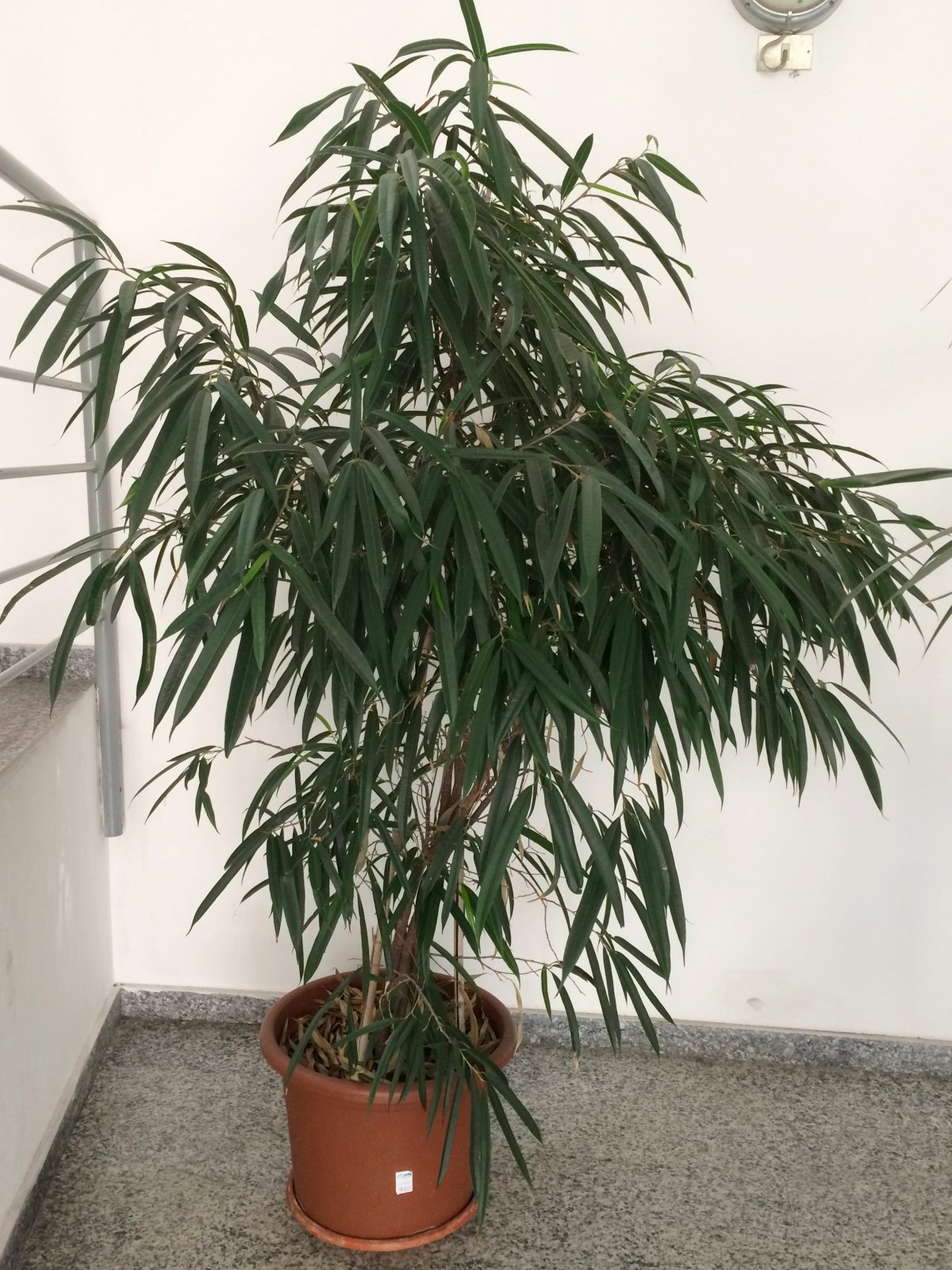 Фикус биннендийка - Ficus binnendijkii