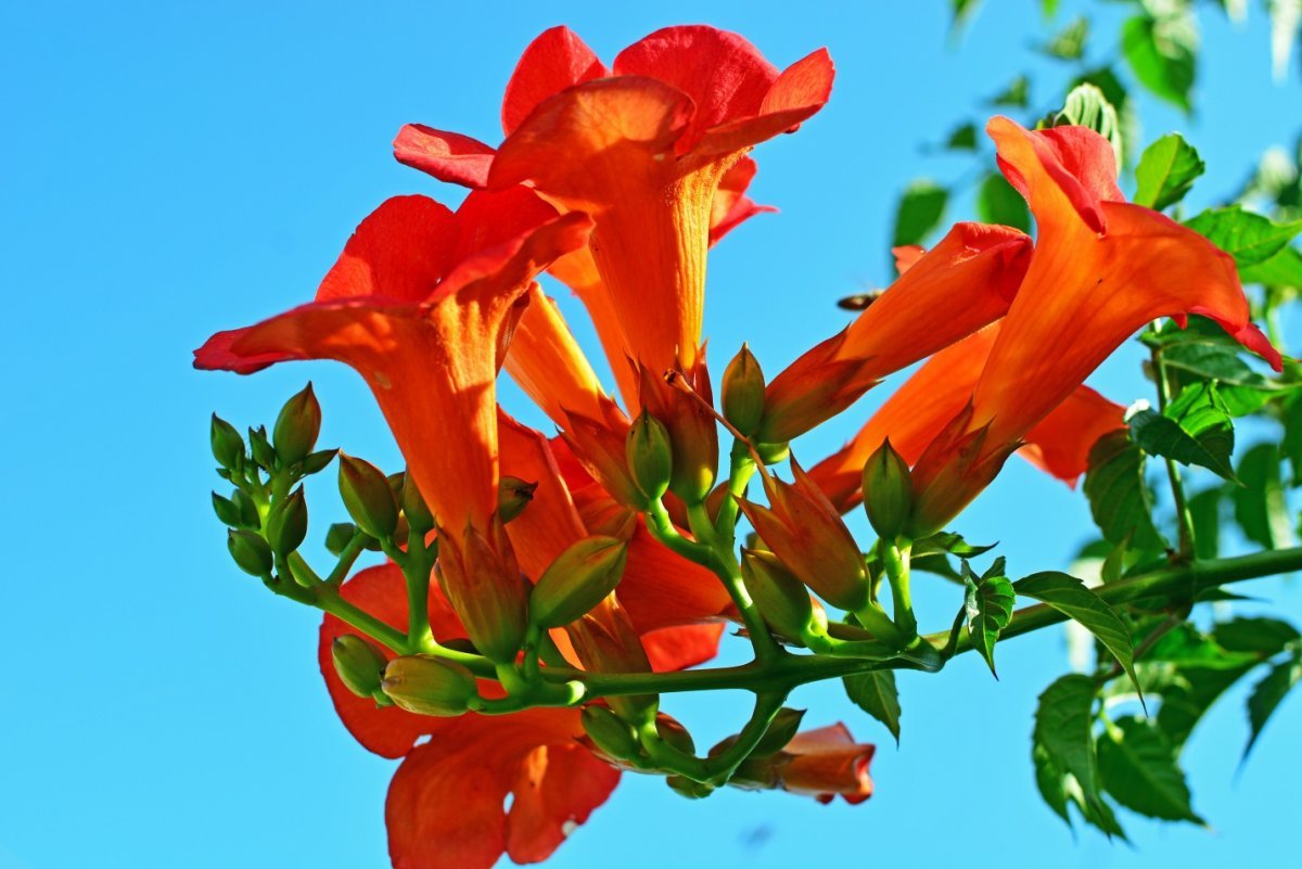 Цветы оранжевые граммофоны