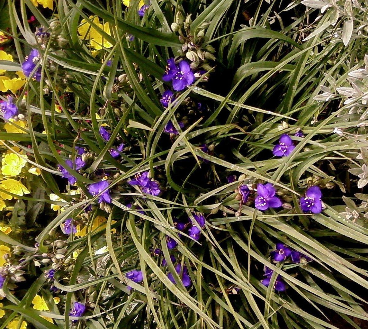 Цветок с маленькими фиолетовыми цветочками