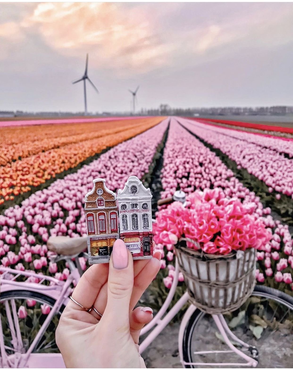 Цветок голландия