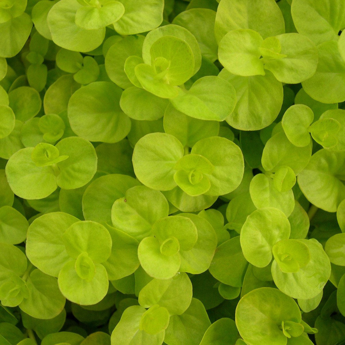 Lysimachia Golden foliage