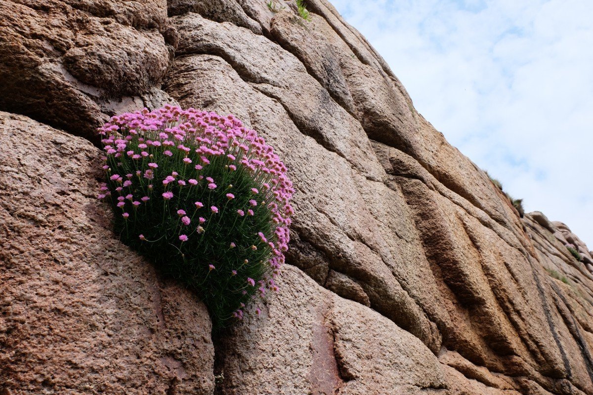 Растения растущие на камнях и скалах