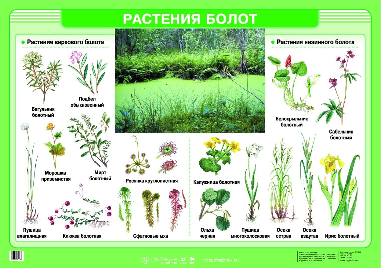 Растения растущие на болотах