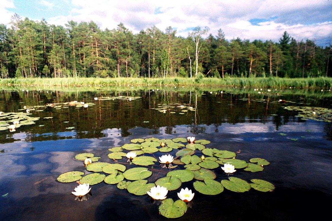 Кувшинки Яльчик