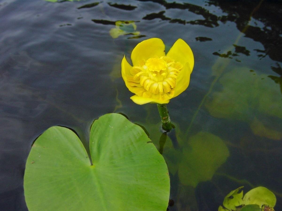 Nuphar lutea