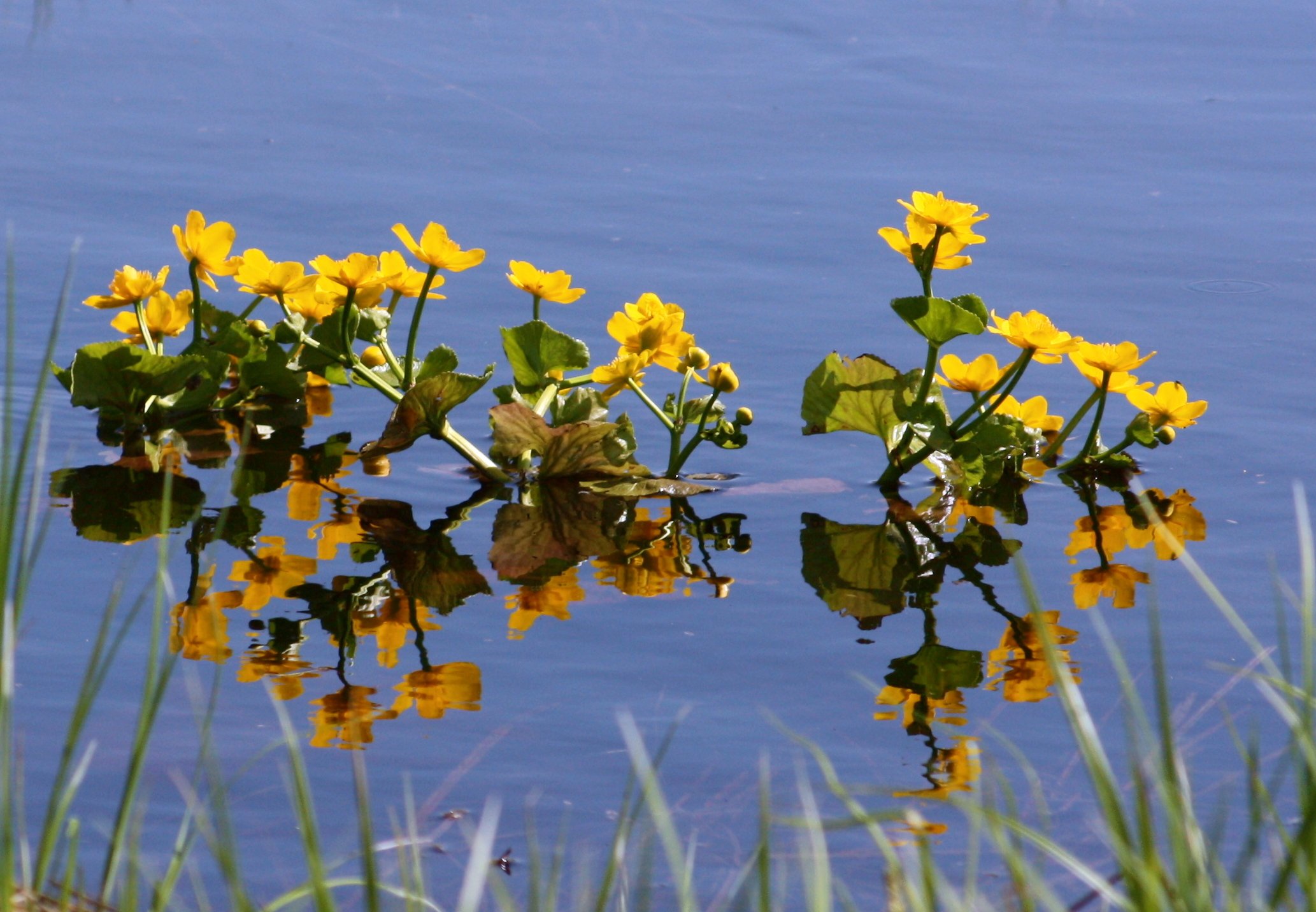Желтая вода весной. Цветы растущие в воде. Цветочки растущие в воде. Желтый цветок растущий на водоёмах. Растение весной у воды.