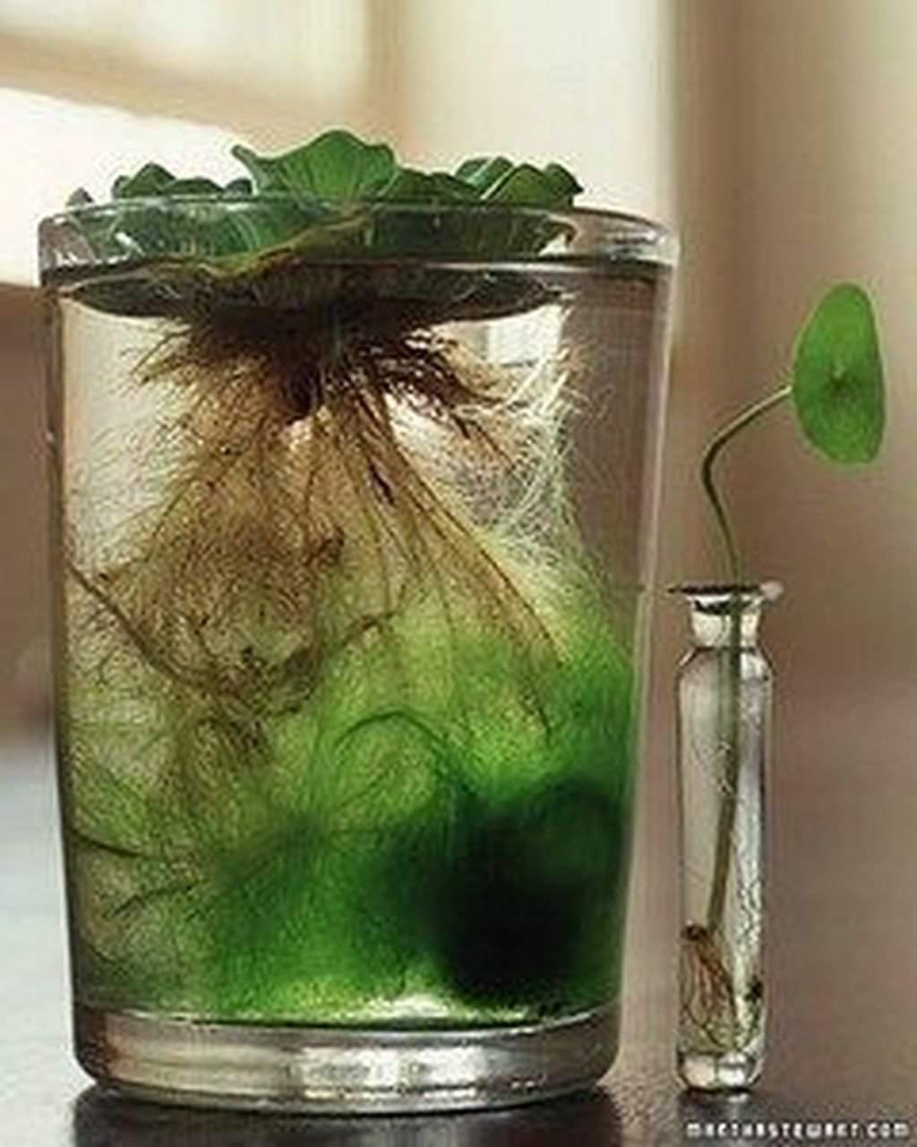 Водяные комнатные растения