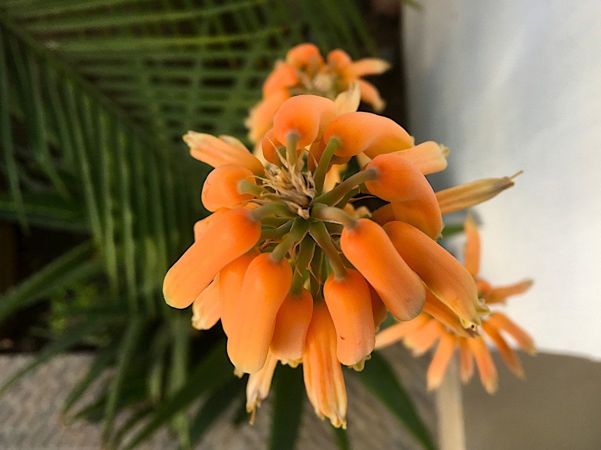 Кливия gardenii