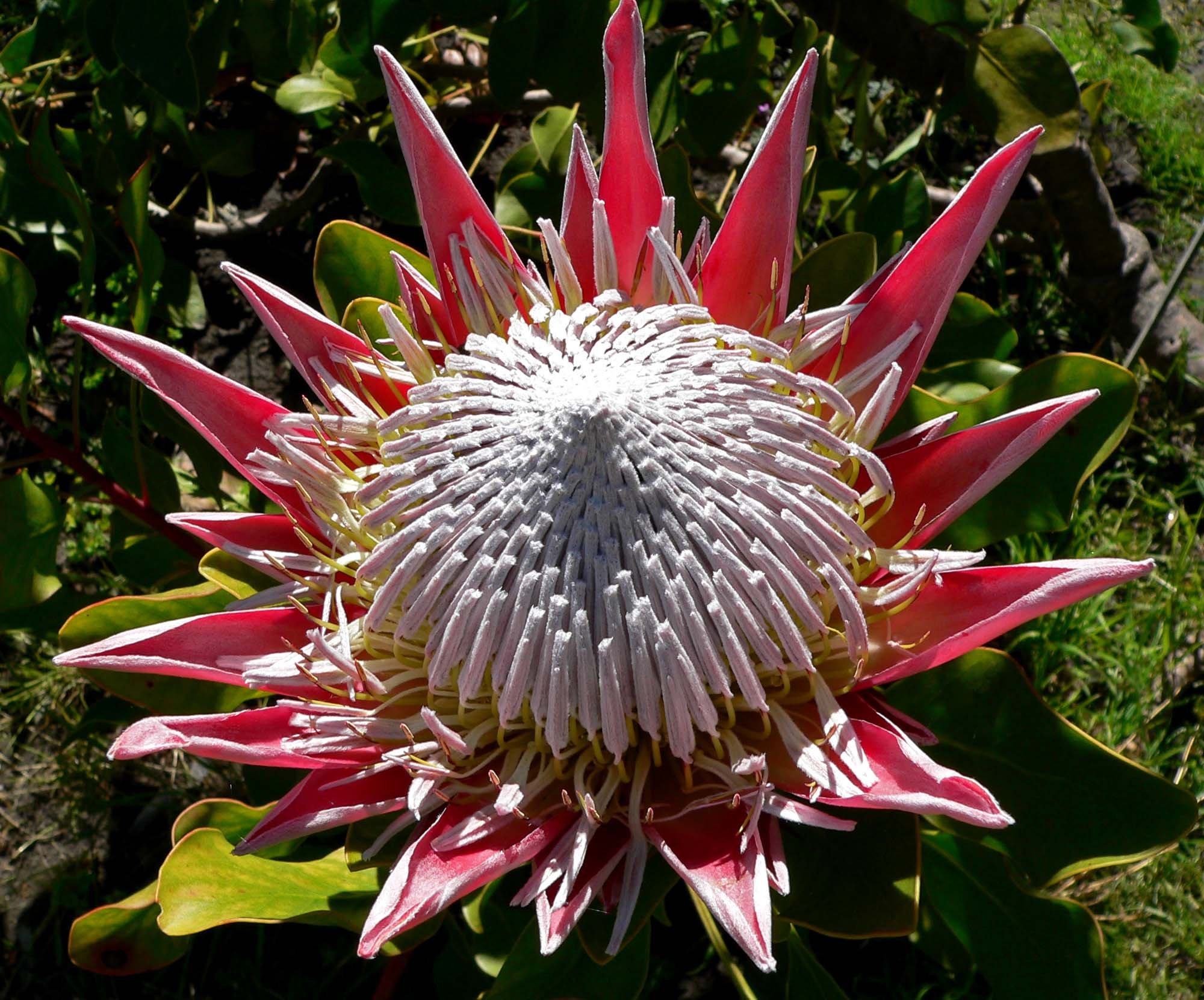5 растений африки. Протея cynaroides King. Protea cynaroides - протея артишоковая. Протея ЮАР. Цветок протеи ЮАР.