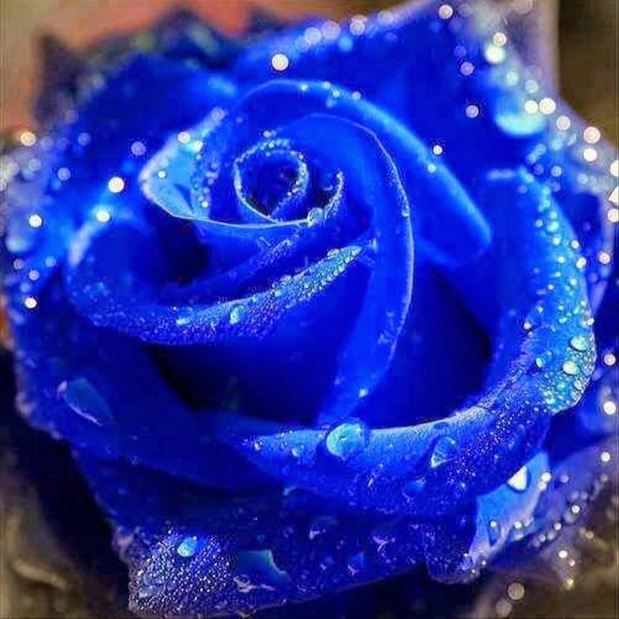 Синяя красивая роза