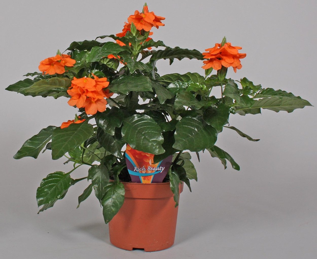 Комнатные растения с оранжевыми цветами
