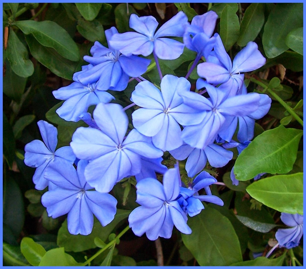 Комнатный цветок с синими цветами