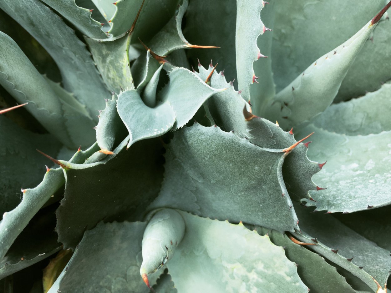 Aloe spinosa алоэ Спиноза (колючее