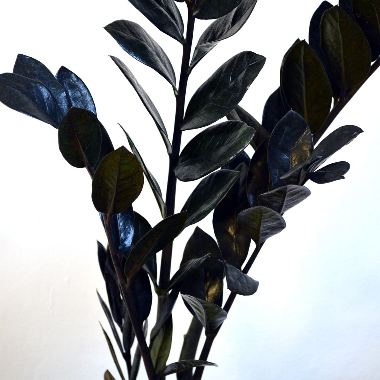Черные комнатные растения