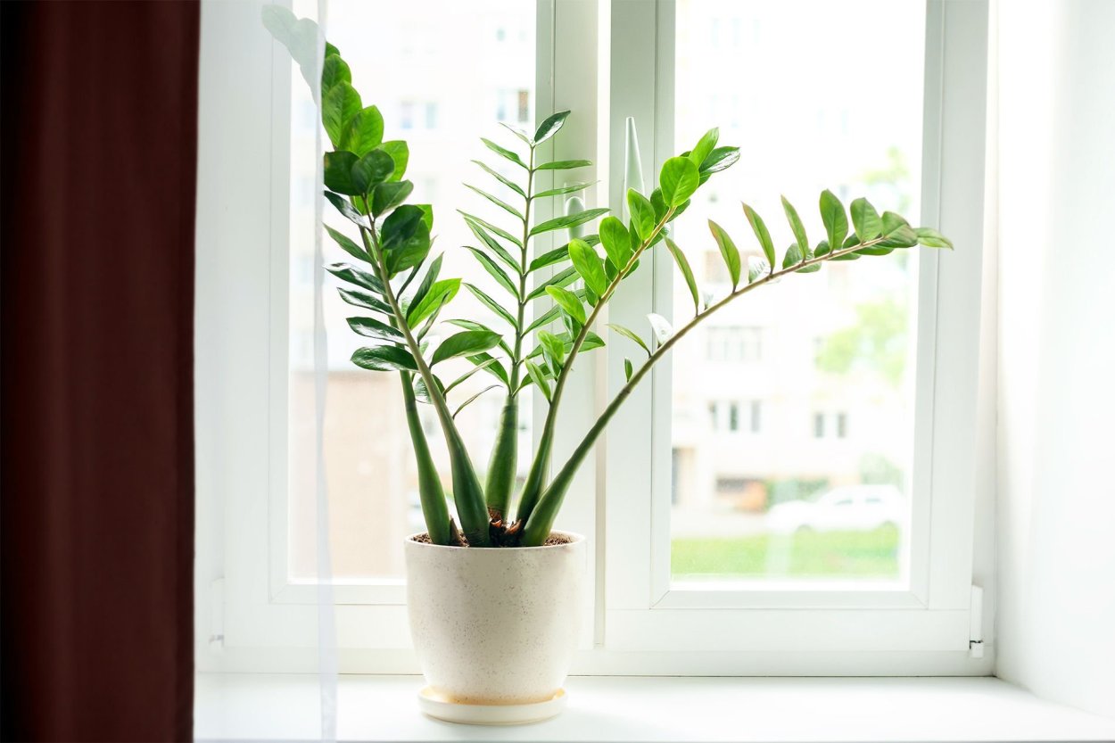 Замиокулькас Emerald Palm