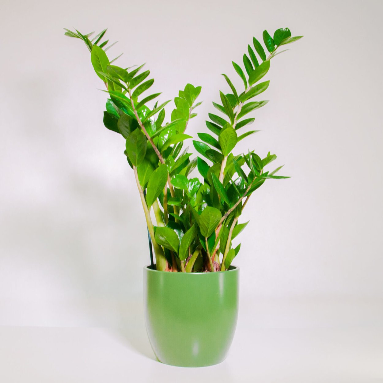 Замиокулькас zamiifolia