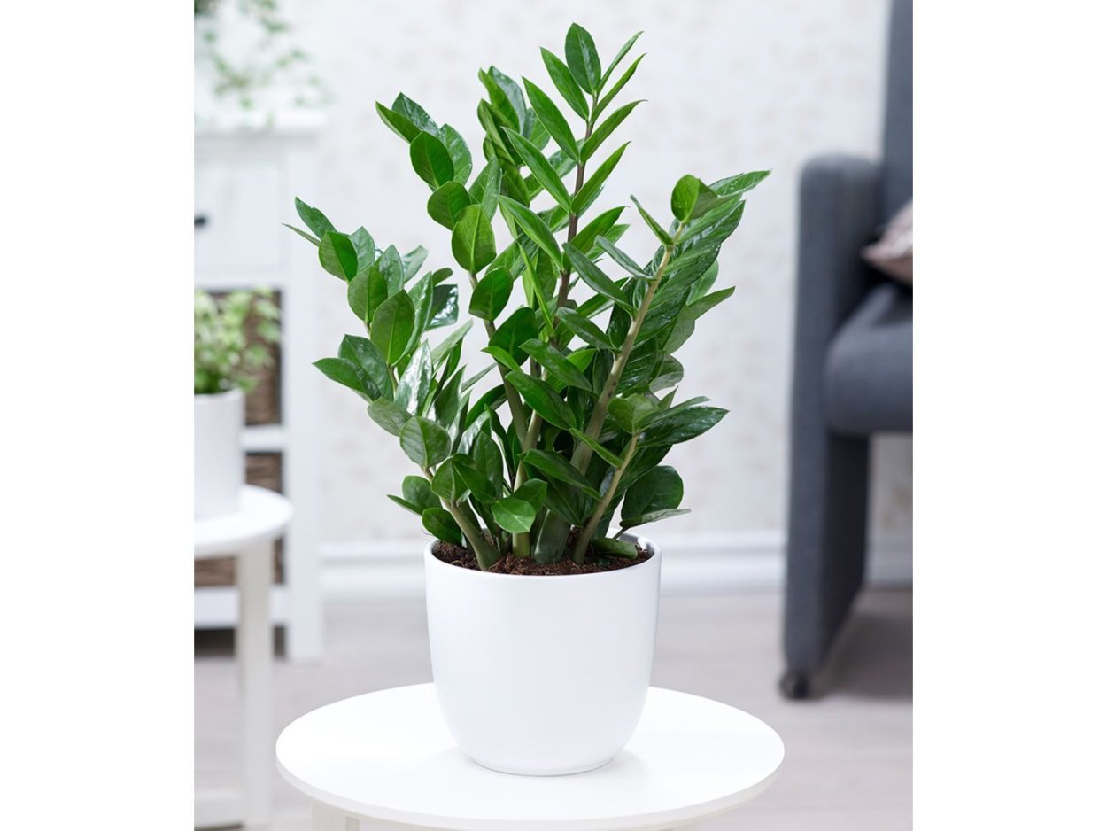 Папоротник душистый (Zamioculcas zamiifolia