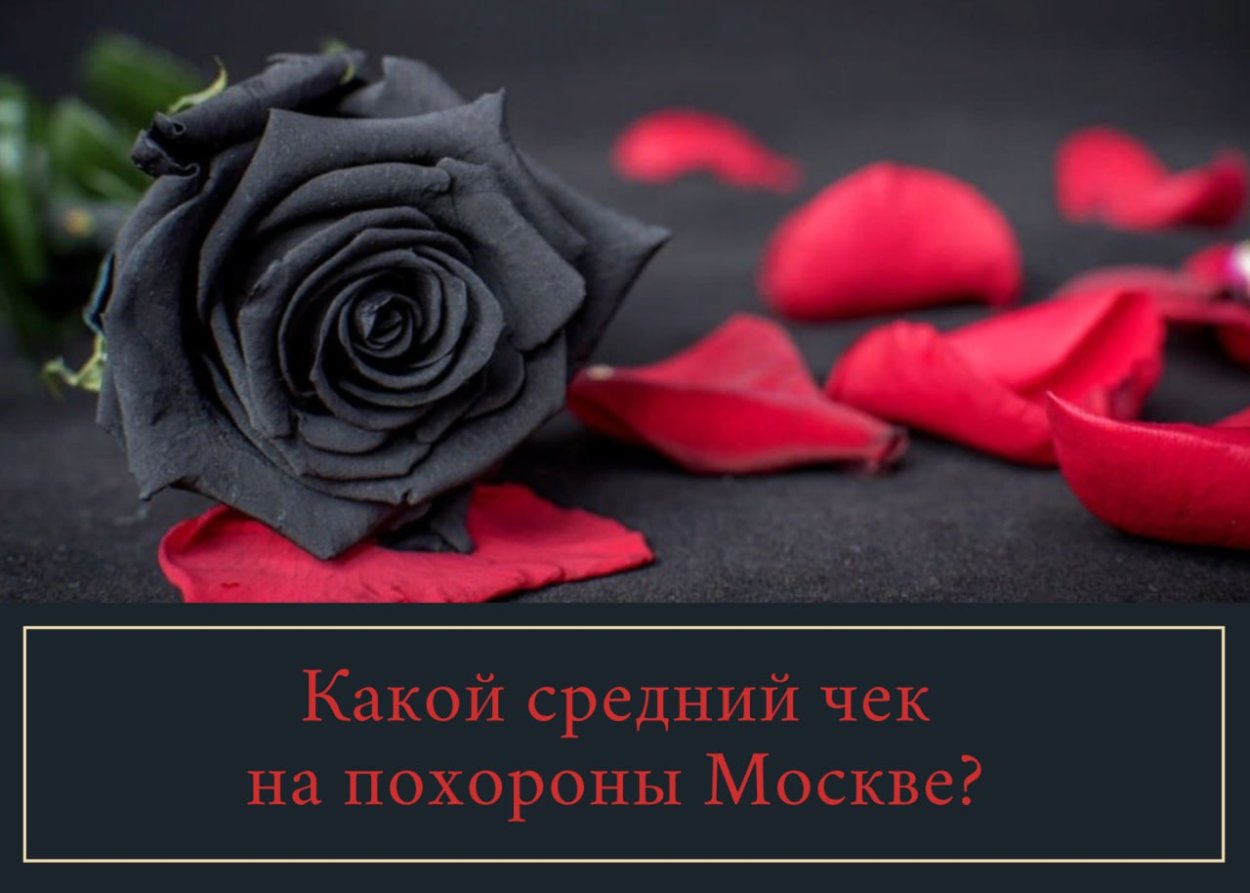 Красная роза на черном