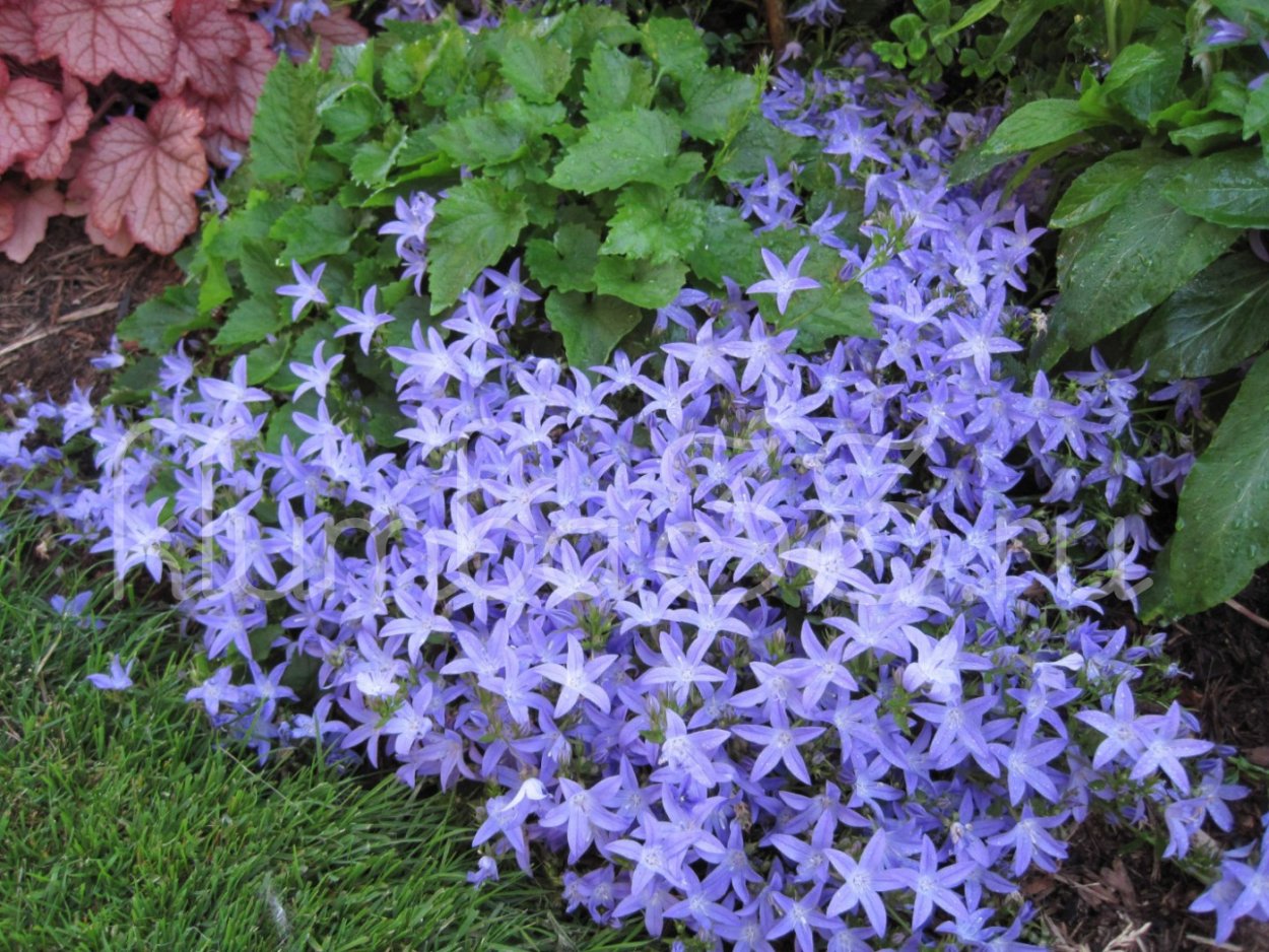 Колокольчик Пожарского (Campanula poscharskyana)