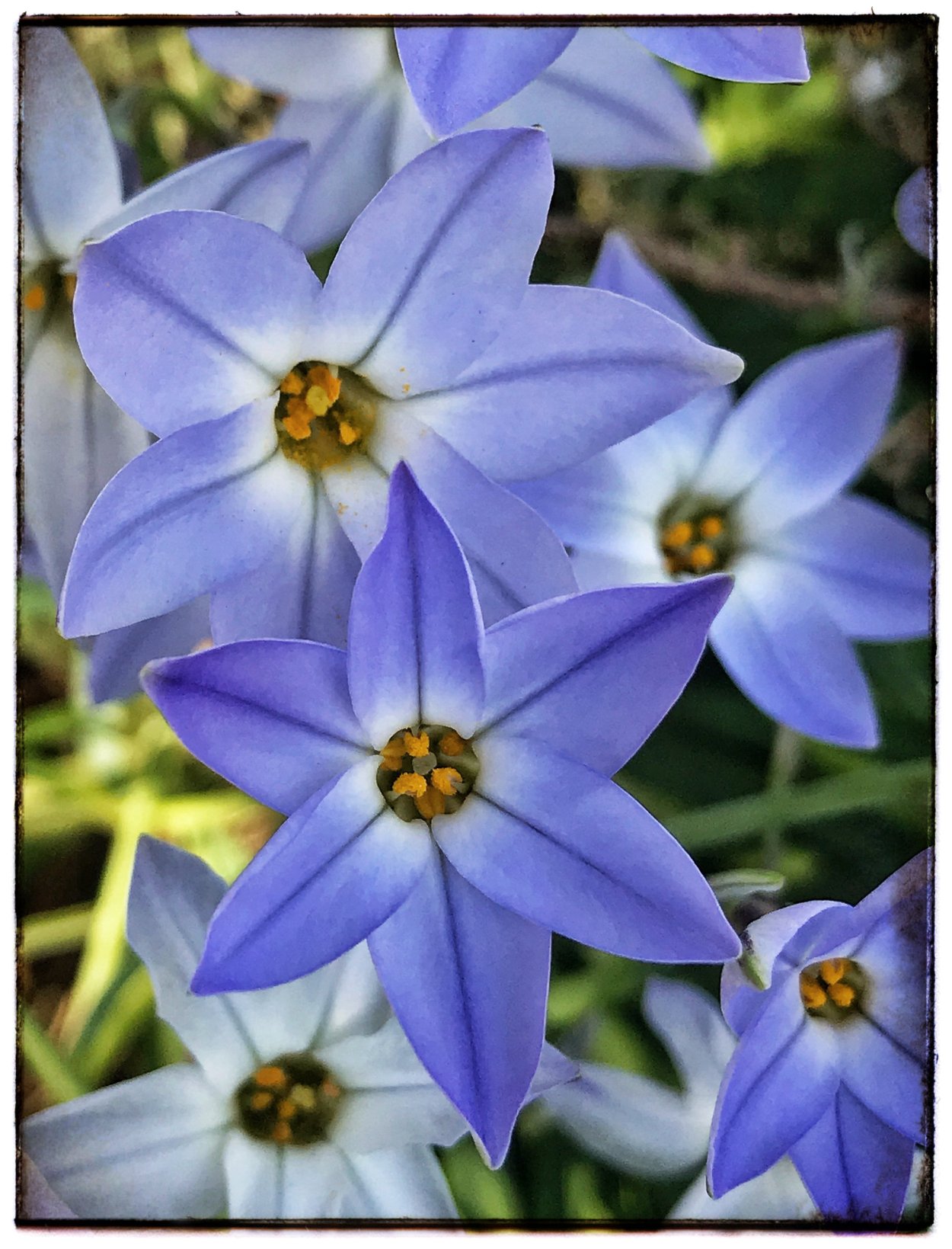 Ифейон (Ipheion) Jessie темно-синий