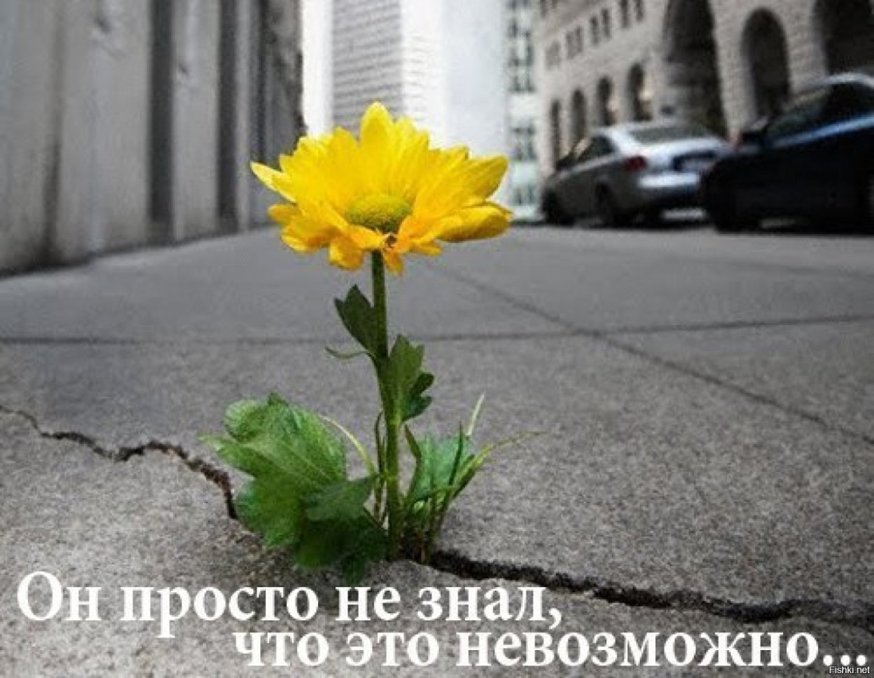 Растение сквозь асфальт