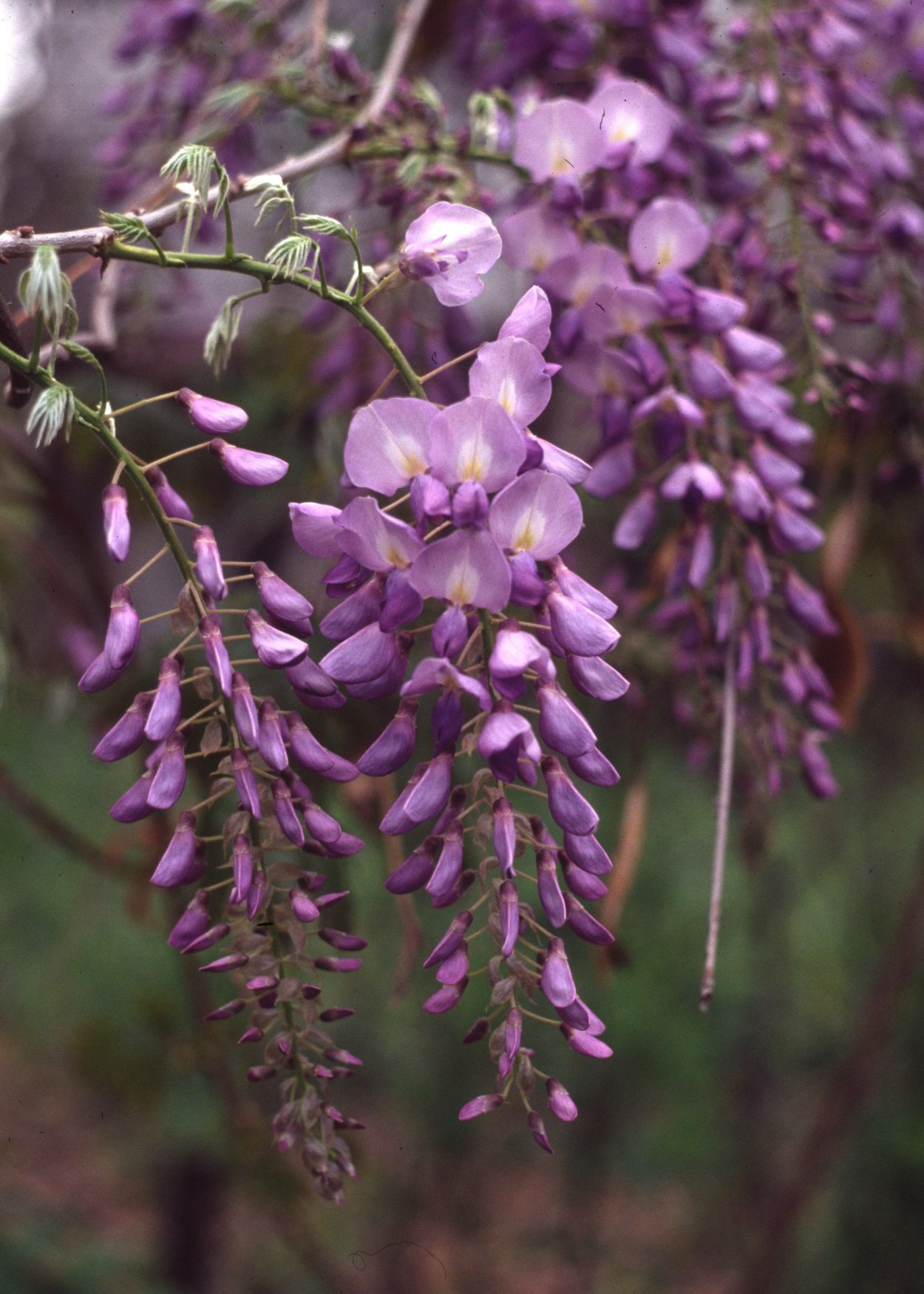 Wisteria floribunda