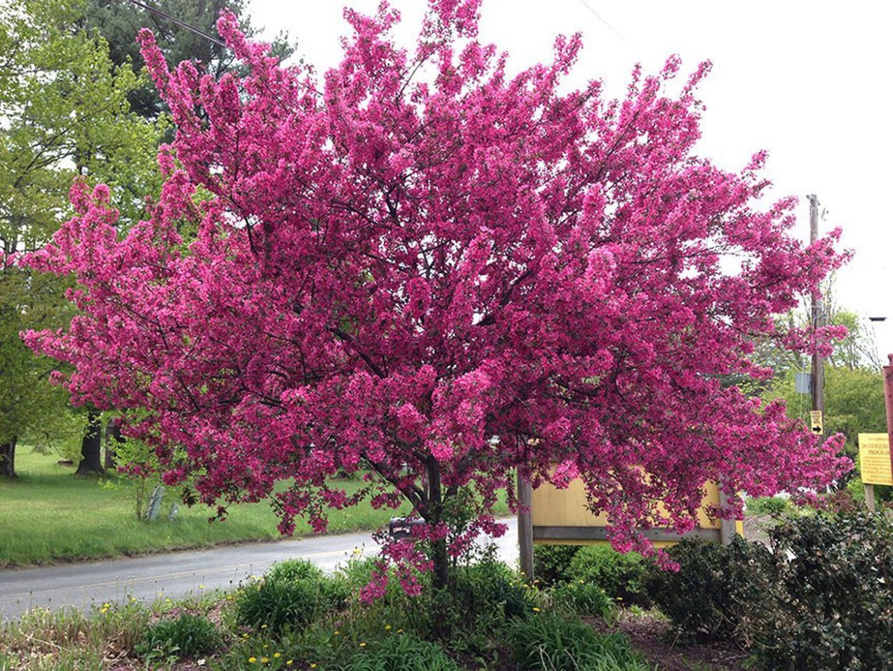 Яблоня Malus Royalty