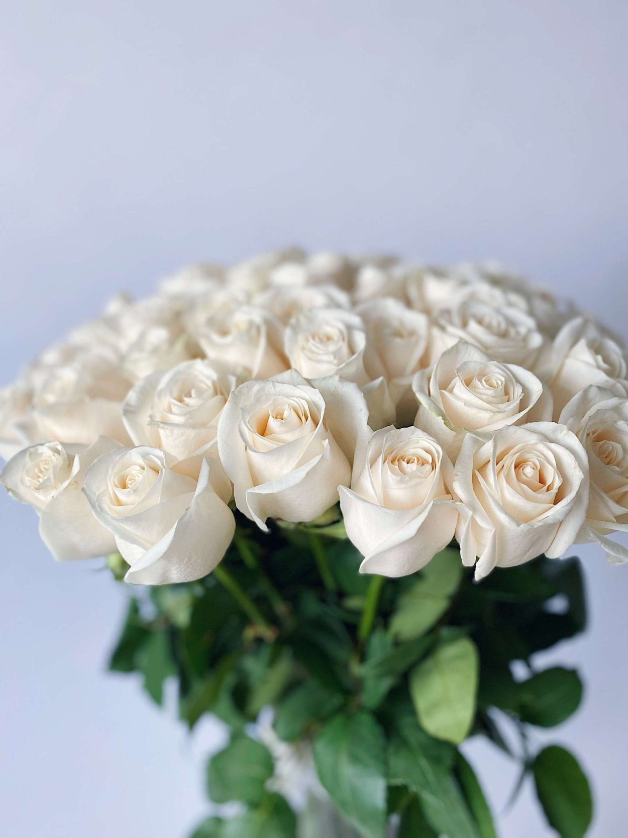 Очень красивая белая роза