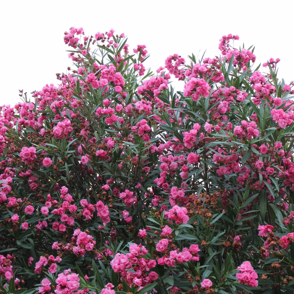 Средиземноморский кустарник с розовыми трубчатыми цветами
