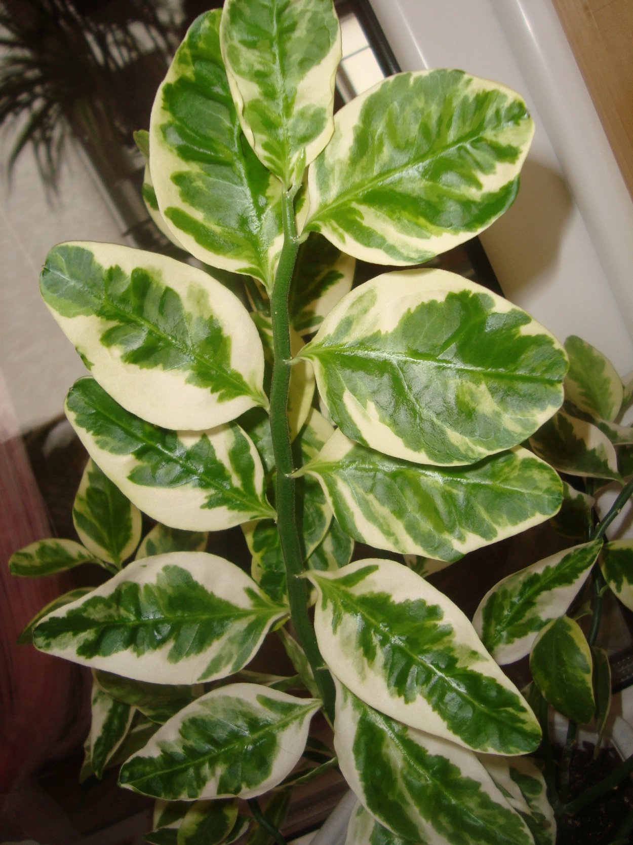 Домашнее растение с зелеными листьями