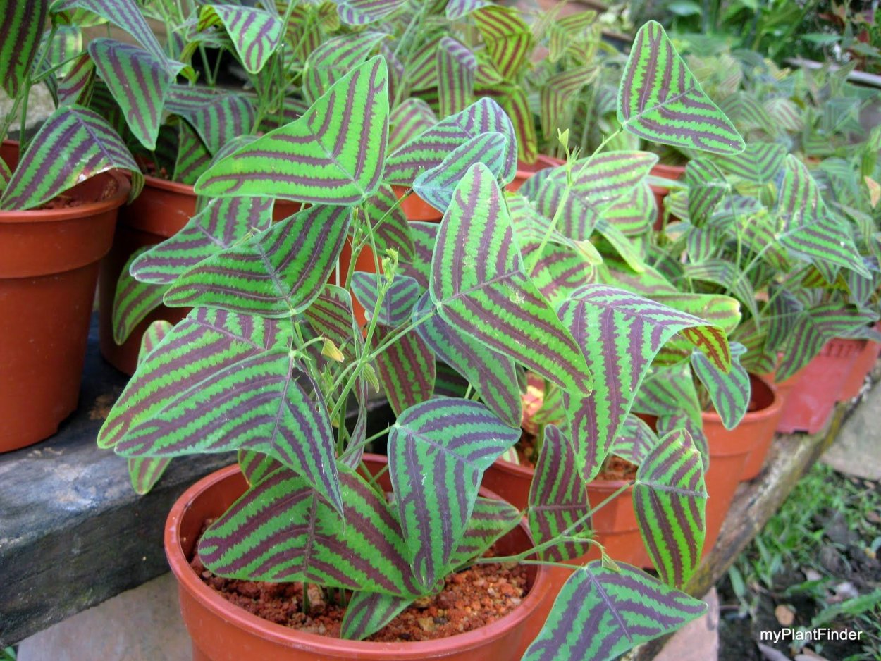 Christia obcordata