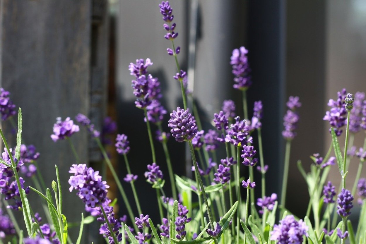Лаванда Lavandula Purple Violet