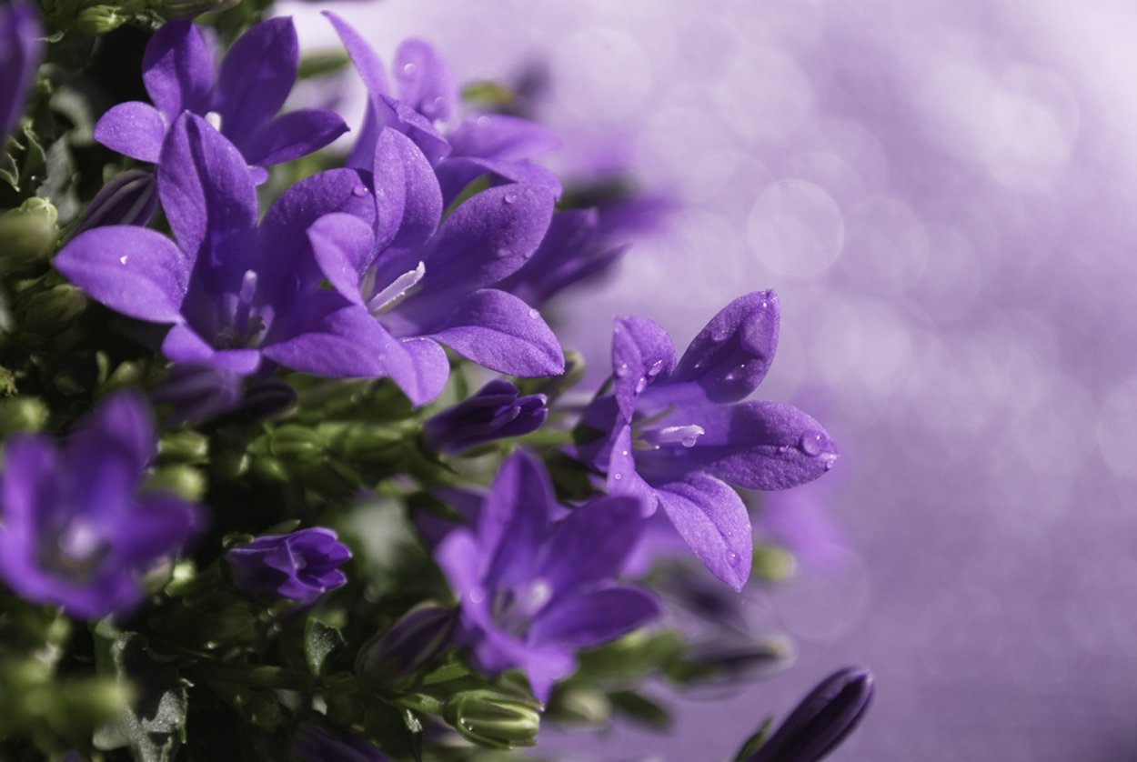 Колокольчик Кампанула Lilac