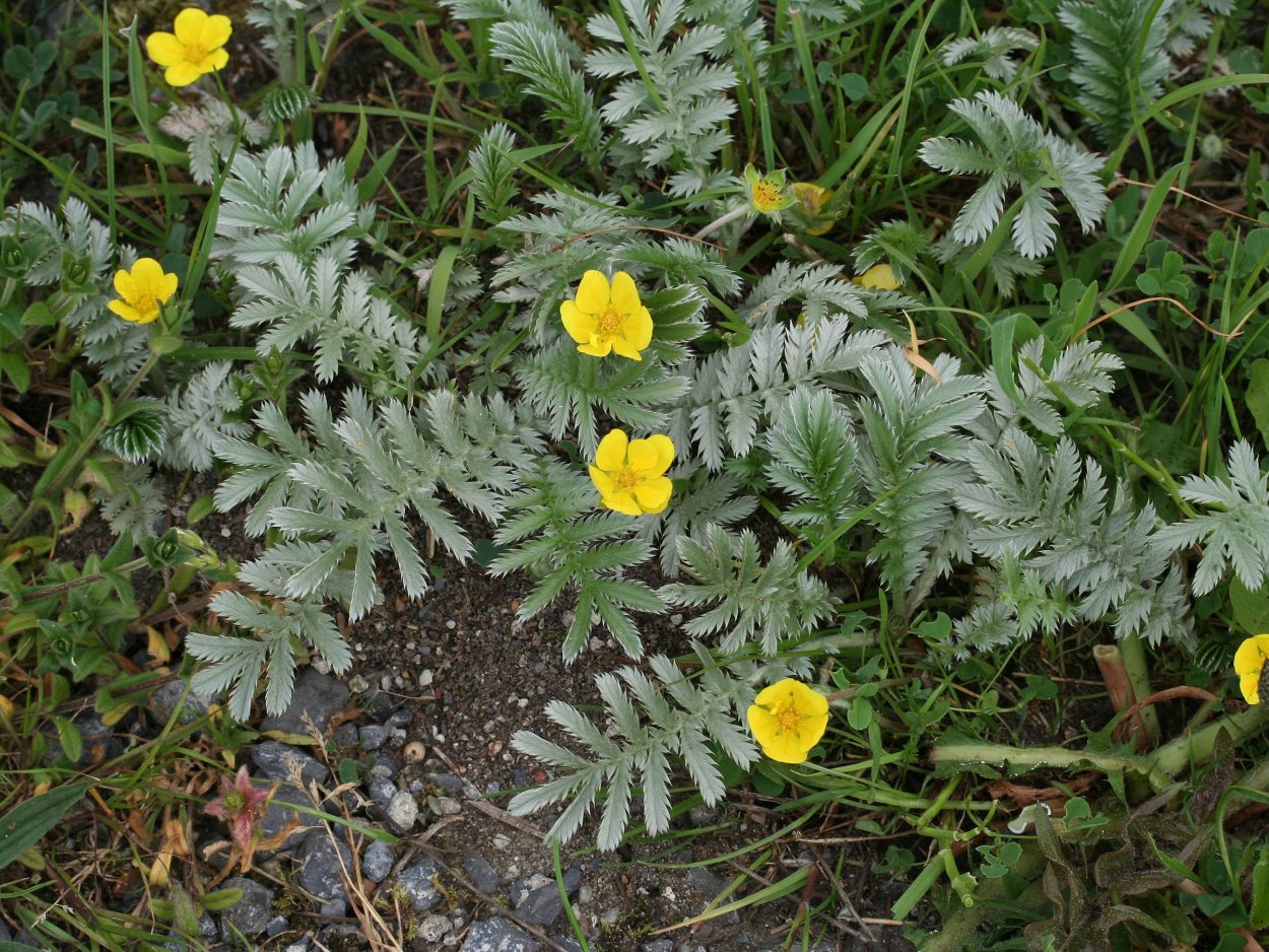 Лапчатка гусиная (Potentilla anserina)