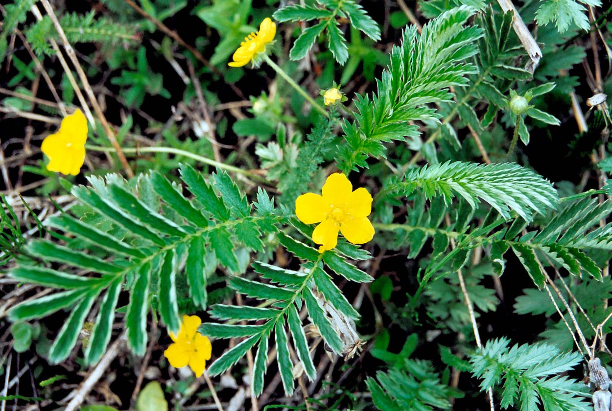 Лапчатка гусиная (Potentilla anserina)