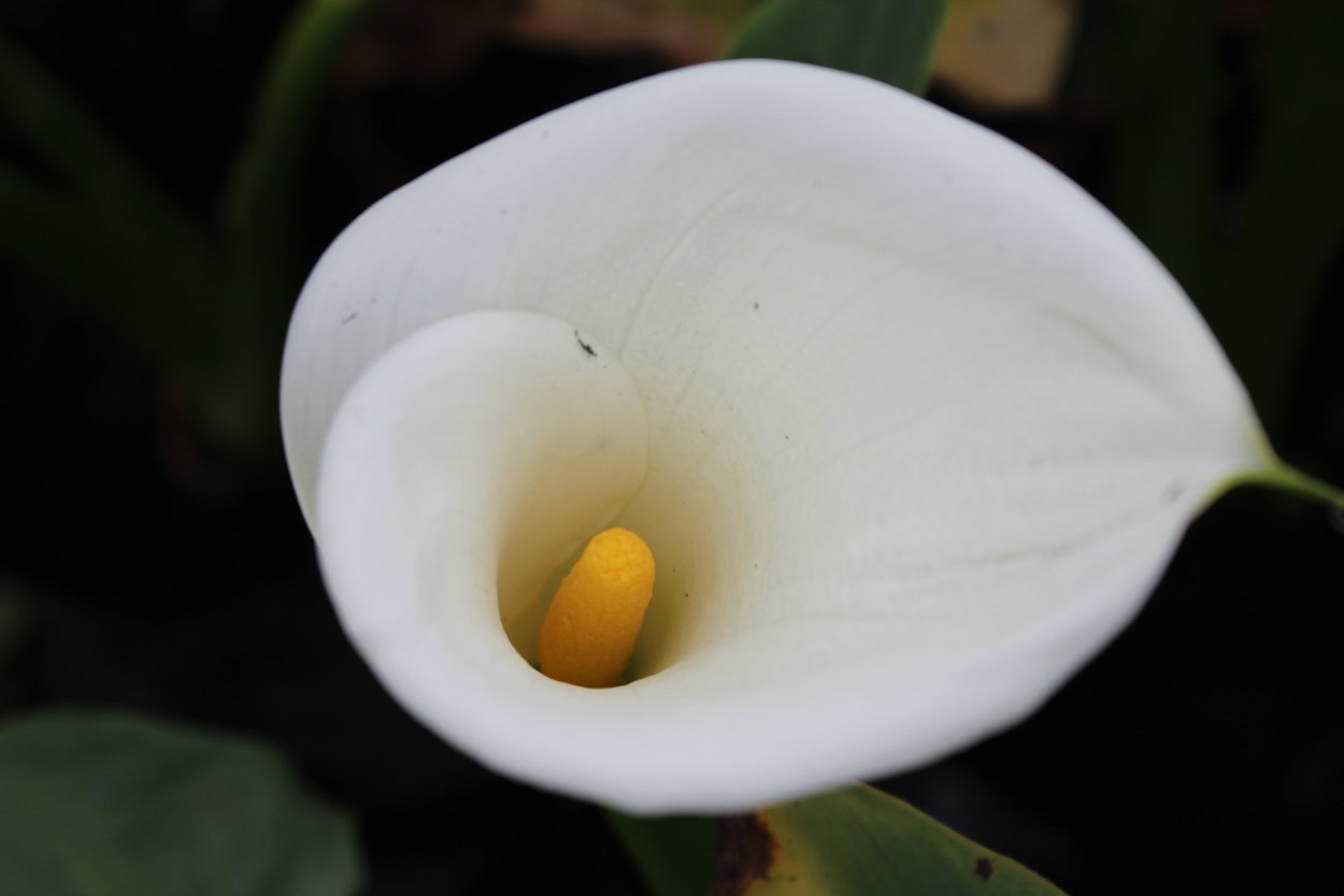 Цветок белый с желтой серединкой