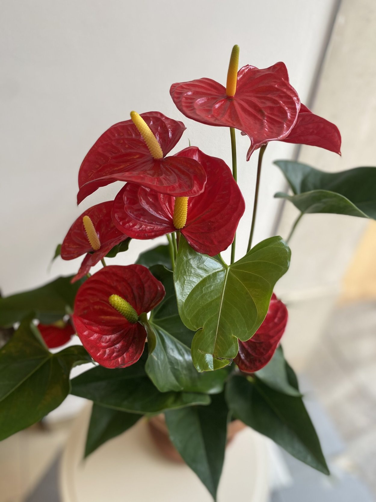 Цветок домашний с красными цветами