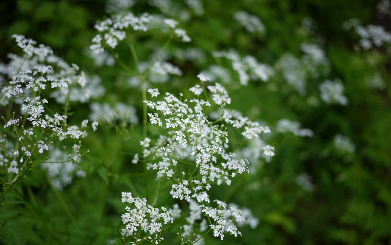 Растение с мелкими белыми цветами